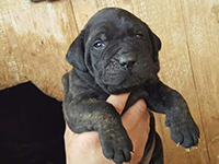 cucciolo cane corso nero focato